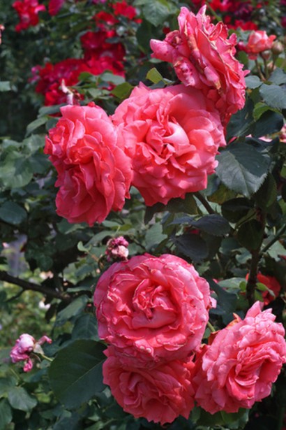 Троянда плетиста ‘Діді Бріджуотер’|Rosa climber ‘Didi Bridgewater’|Роза Плетиста ‘Диди Бриджуотер’